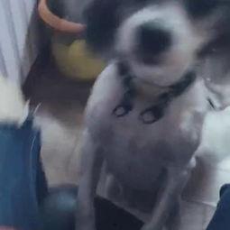 猪妹吃瓜,揭秘娱乐圈背后的那些事儿-第1张图片-网曝911黑料热点事件