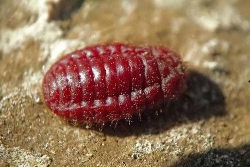 吃瓜的凯特虫,揭秘瓜界“网红”的神奇生活-第1张图片-网曝911黑料热点事件