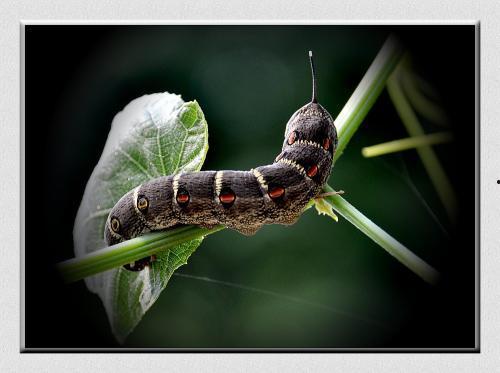 吃瓜的凯特虫,揭秘瓜界“网红”的神奇生活-第2张图片-网曝911黑料热点事件