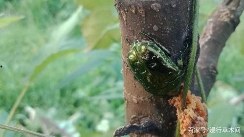 吃瓜的凯特虫,揭秘瓜界“网红”的神奇生活-第3张图片-网曝911黑料热点事件