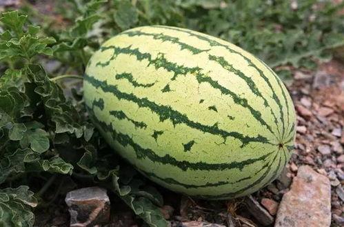 吃块瓜有什么处,吃块瓜的五大益处揭秘-第3张图片-网曝911黑料热点事件