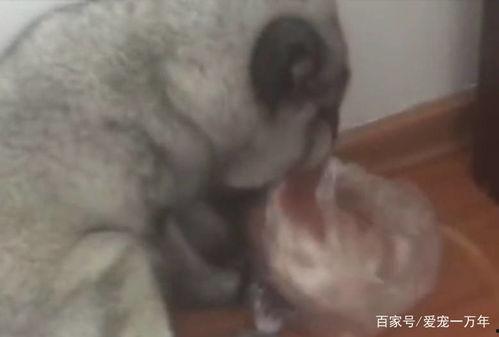 狐狸宝宝吃瓜,狐狸宝宝欢乐吃瓜记-第3张图片-网曝911黑料热点事件