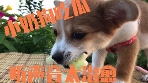 狗狗可以吃刺瓜-第1张图片-网曝911黑料热点事件