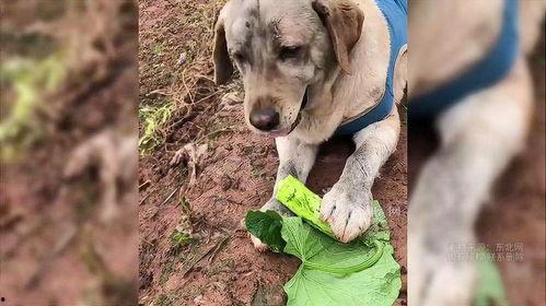 狗狗可以吃刺瓜-第2张图片-网曝911黑料热点事件