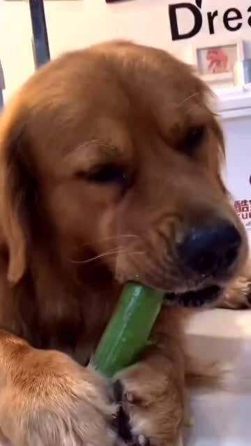 狗狗可以吃刺瓜-第3张图片-网曝911黑料热点事件