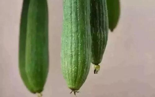 琳宝吃瓜,揭秘娱乐圈那些不为人知的幕后故事-第3张图片-网曝911黑料热点事件