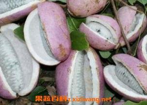 美女吃八月瓜,美女品味田园美味-第1张图片-网曝911黑料热点事件