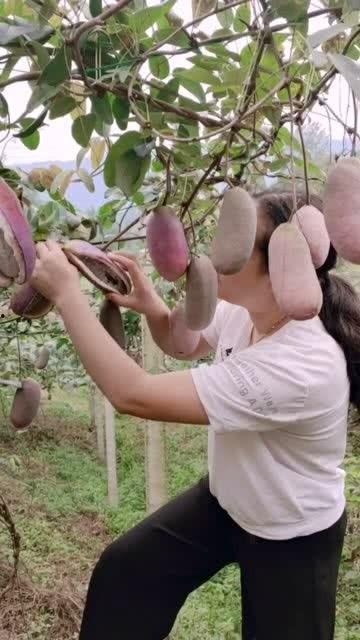 美女吃八月瓜,美女品味田园美味-第2张图片-网曝911黑料热点事件