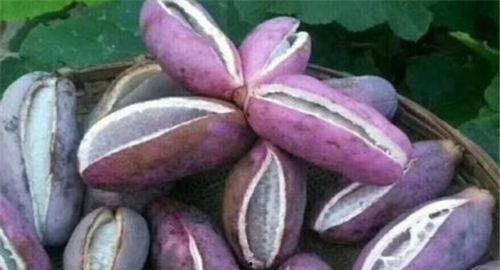 美女吃八月瓜,美女品味田园美味-第3张图片-网曝911黑料热点事件