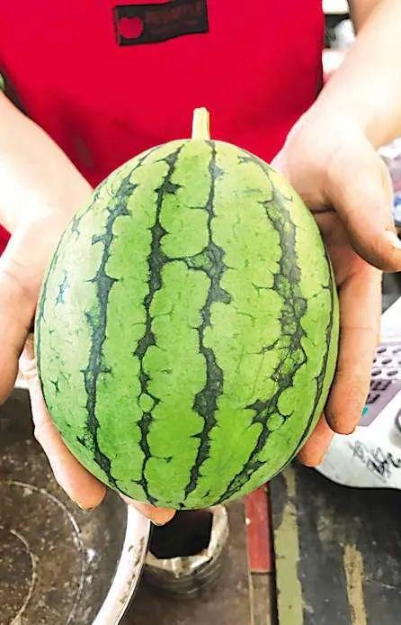 吃瓜青岛,探寻吃瓜者的天堂-第2张图片-网曝911黑料热点事件