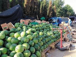 吃瓜青岛,探寻吃瓜者的天堂-第3张图片-网曝911黑料热点事件