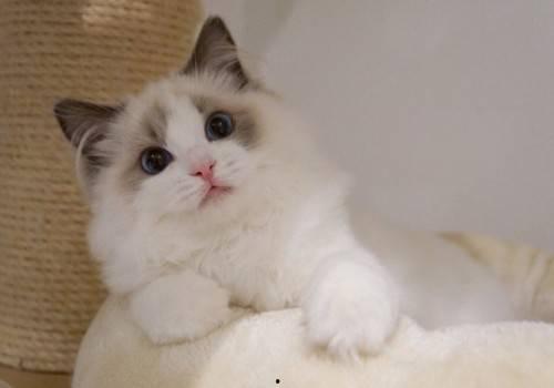 布偶猫吃瓜围观,萌宠视角下的趣味生活瞬间-第3张图片-网曝911黑料热点事件