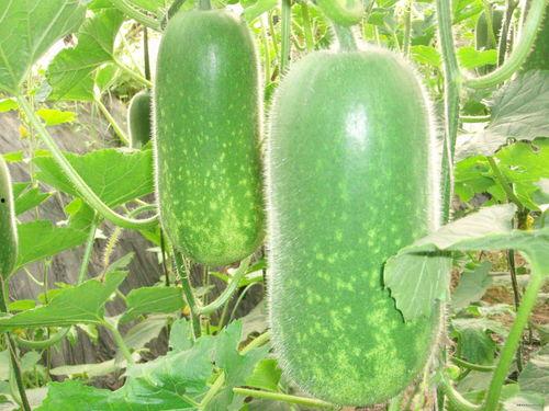 画桡吃瓜,一场视觉与味觉的盛宴-第1张图片-网曝911黑料热点事件