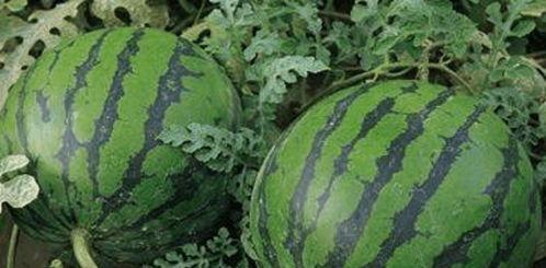 哪能看吃瓜,揭秘“吃瓜”背后的娱乐现象与社会影响-第3张图片-网曝911黑料热点事件