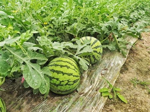 钱塘吃瓜事件视频-第3张图片-网曝911黑料热点事件