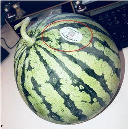 临沂吃瓜网红,揭秘临沂美食圈的热辣故事-第2张图片-网曝911黑料热点事件