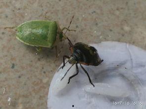 大嘴瓜吃虫子-第1张图片-网曝911黑料热点事件