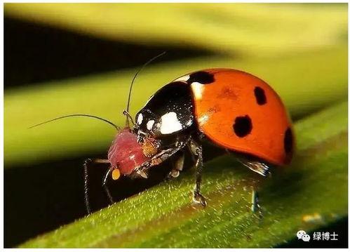 大嘴瓜吃虫子-第2张图片-网曝911黑料热点事件