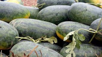 金丝枣瓜怎么吃,解锁美味新体验-第1张图片-网曝911黑料热点事件