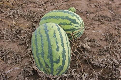 吃瓜来盘它-第3张图片-网曝911黑料热点事件