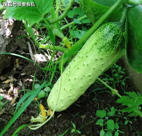 吃东北的瓜,品味东北特色美食之旅-第1张图片-网曝911黑料热点事件