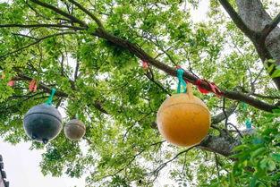 温岭石塘吃瓜,夏日炎炎，瓜香四溢的休闲时光-第3张图片-网曝911黑料热点事件