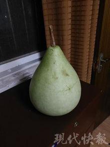 想吃瓜吃自家的瓜,尽享丰收滋味-第1张图片-网曝911黑料热点事件