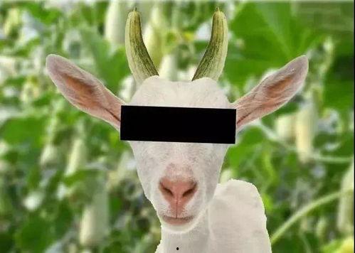 羊吃甜 瓜好吗-第3张图片-网曝911黑料热点事件