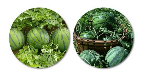 水边吃瓜写真,写真映照夏日风情-第3张图片-网曝911黑料热点事件