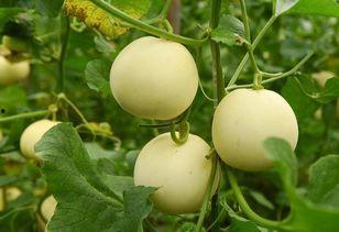 林诺诺吃瓜系统,揭秘娱乐圈幕后风云-第2张图片-网曝911黑料热点事件