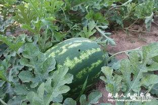 林诺诺吃瓜系统,揭秘娱乐圈幕后风云-第3张图片-网曝911黑料热点事件