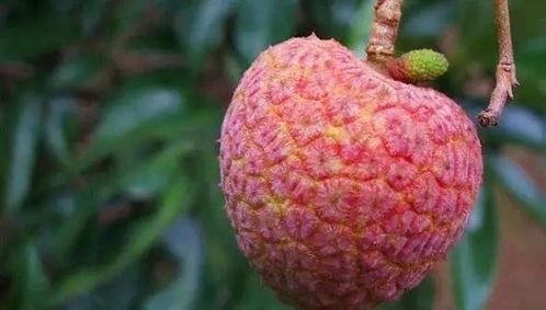 爱吃荔枝吃瓜,夏日消暑美食之旅-第1张图片-网曝911黑料热点事件