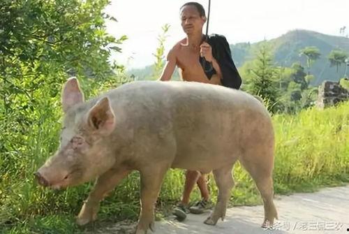 猪专门吃的瓜,揭秘猪专享的瓜类美食世界-第2张图片-网曝911黑料热点事件