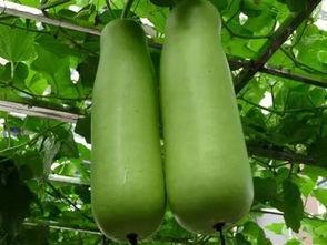 东营最新吃瓜事件,真相揭秘引网友热议-第3张图片-网曝911黑料热点事件