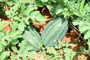 吃mm瓜,口感与营养的双重享受-第3张图片-网曝911黑料热点事件