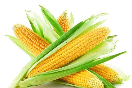 o血型吃瓜,揭秘吃瓜界的健康秘籍-第1张图片-网曝911黑料热点事件